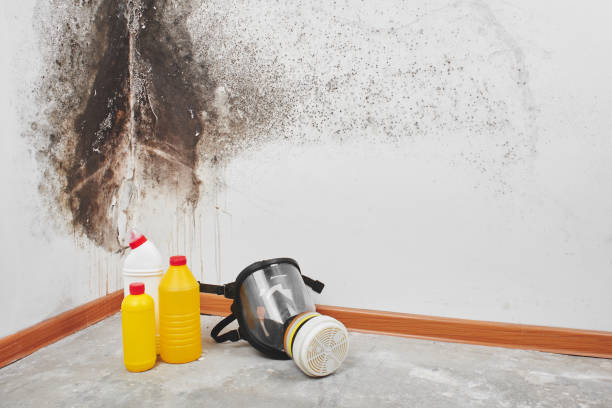 Best Kitchen Mold Remediation in Mpo, CA