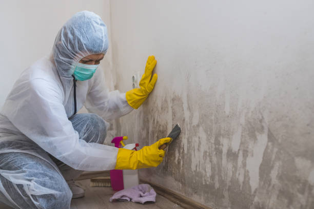 Best Industrial Mold Remediation in Mpo, CA