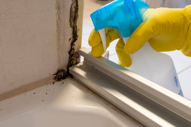 Best Residential Mold Remediation in Mpo, CA