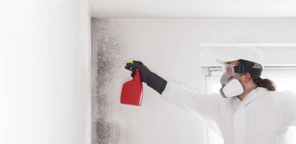 Best Emergency Mold Remediation in Mpo, CA