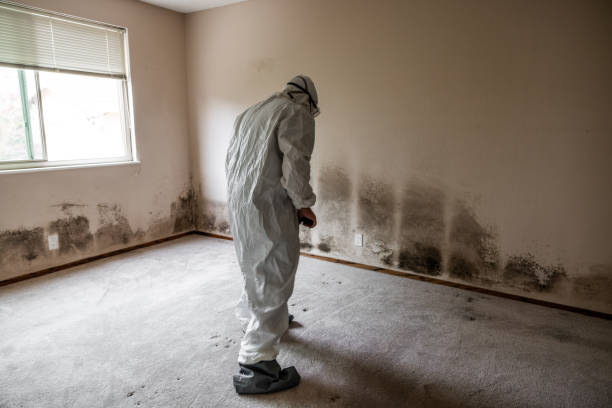 Best Post-Flood Mold Remediation in Mpo, CA