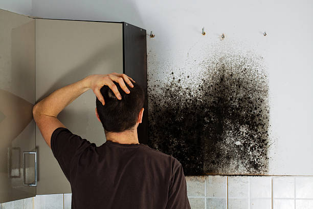 Best Residential Mold Remediation in Mpo, CA