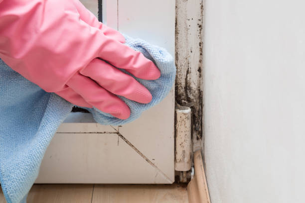Best White Mold Remediation in Mpo, CA