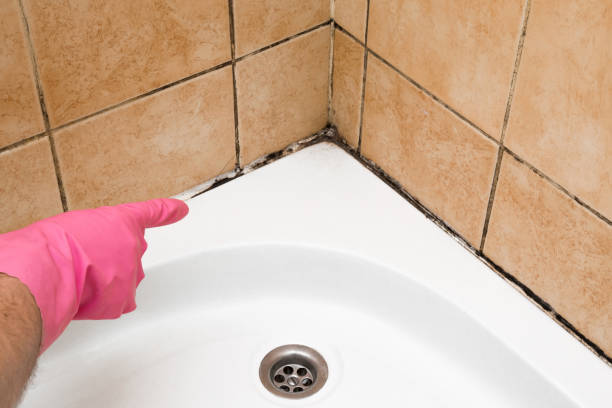 Best Industrial Mold Remediation in Mpo, CA